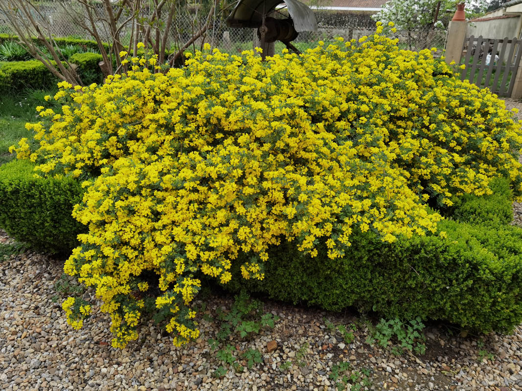 Coronilla valentina ssp glauca